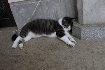 cat