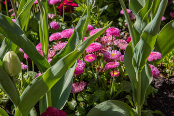Pinke Chrysanthemen im Frühling