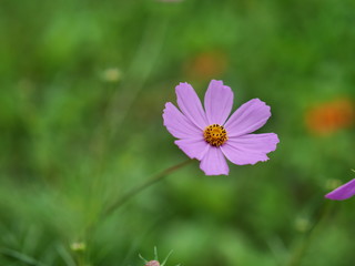 Obraz premium pink cosmos flower