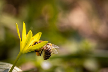 Bee on a spring flower collecting pollen and nectar