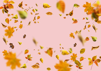 Fototapeta na wymiar Isolated autumn leaves Gray background