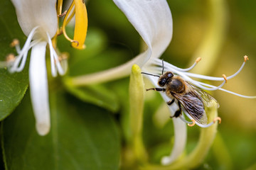 Bee on a white flower collecting pollen and nectar for the hive