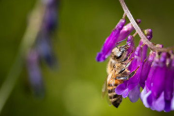 Bee on a purple flower collecting pollen and nectar for the hive