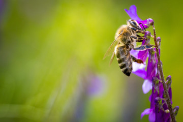 Bee on a purple flower collecting pollen and nectar for the hive