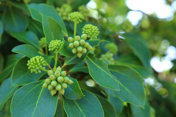 dendropanax trifidus