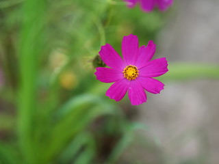 Obraz premium pink cosmos flower