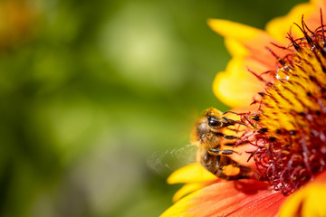 Bee on a orange flower collecting pollen and nectar for the hive