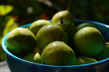 Fresh little pear in the blue plate.