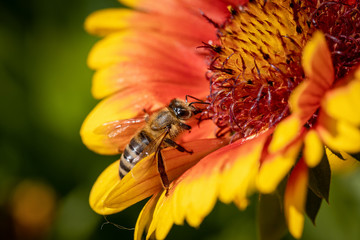 Bee on a orange flower collecting pollen and nectar for the hive
