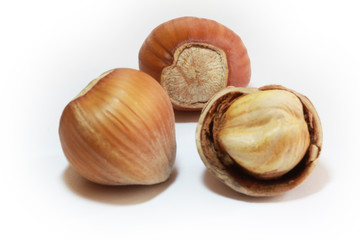  Hazelnuts isolated on white background.  Studio shot.