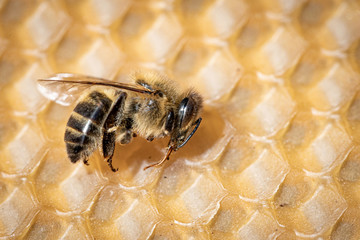 Macro image of a dead bee on a frame from a hive in decline, plagued by the Colony collapse...