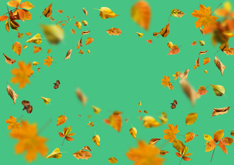 Naklejka na ściany i meble Collection set of beautiful colourful autumn leaves isolated on green background