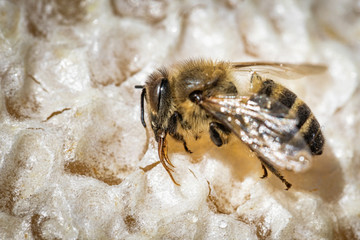 Macro image of a dead bee on a frame from a hive in decline, plagued by the Colony collapse disorder and other diseases