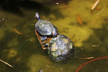 Turtles basking in the pond