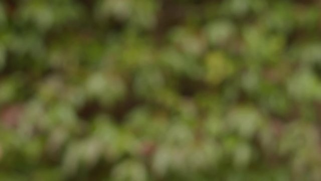 Contactless payment with a blue card close up outside at a pop up market shop