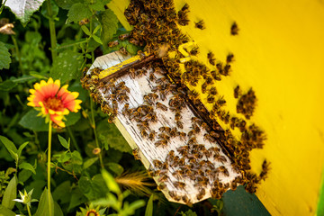 Fototapete bei efototapeten.de bestellen   