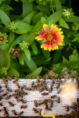 Fototapete bei efototapeten.de bestellen   