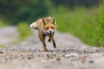 Hunter in action. Red fox, Vulpes vulpes, running on dirt road in meadows and splashing water drops around. Fox with soaked fur hunting in fresh rain. Wildlife scene, attractive animal in nature