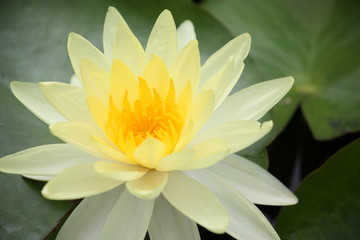 yellow lotus blooming 
