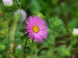 Obraz premium pink cosmos flower