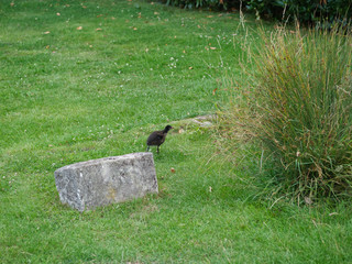 Cute juvenile Eurasian Coot walking across waterside grasslands.