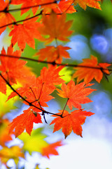 Naklejka na ściany i meble Japan : Some Maple Leaves On The Tree