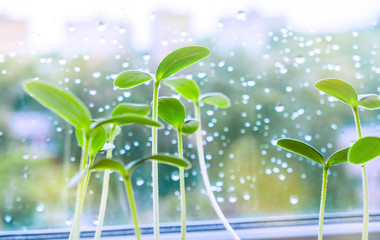 Young strong strong green shoots grown on the windowsill. Growing cucumber seedlings from seed. High quality photo