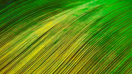 Background wallpaper card linear design natural palm leaf curve color 