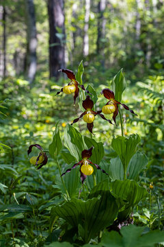 Eine Gruppe Orchideen Gelber Frauenschuh im Wald bei Morgenlicht.