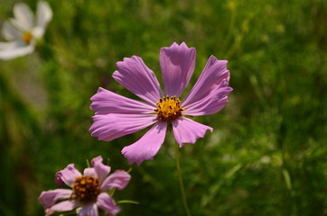 Obraz premium Cosmos flower (Cosmos Bipinnatus) with blurred background