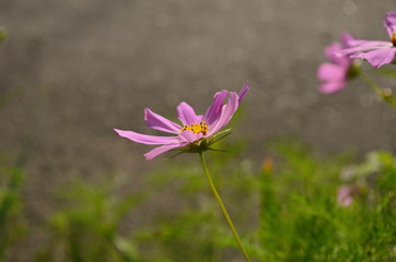 Fototapeta premium Cosmos flower (Cosmos Bipinnatus) with blurred background