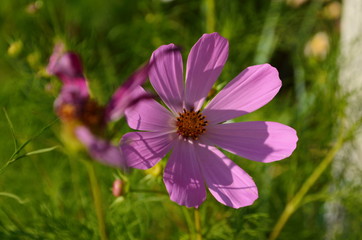 Cosmos flower (Cosmos Bipinnatus) with blurred background