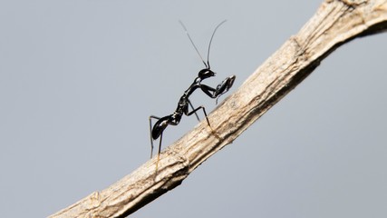 𝗔𝘀𝗶𝗮𝗻 𝗔𝗻𝘁 𝗠𝗮𝗻𝘁𝗶𝘀...