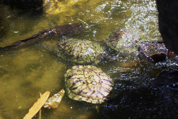 Turtles basking in the pond