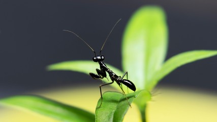𝗔𝘀𝗶𝗮𝗻 𝗔𝗻𝘁 𝗠𝗮𝗻𝘁𝗶𝘀 on leaf