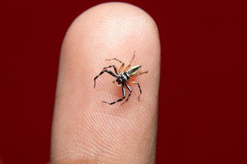Chrysilla Jesudasi on finger