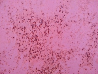 Background texture of Rusted steel. rust on painted surfaces