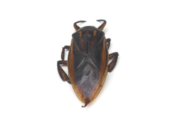 Lethocerus indicus isolated on white background.