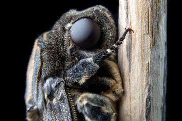 Close up of Lesser Death's Head hawkmoth