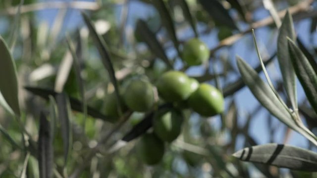 Motion shot of approach to group of green olives in the olive tree. Shallow depth of field. Handheld