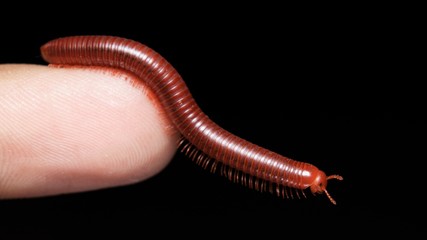 Common Asian Millipede face closeup