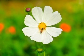 Obraz premium Bee having honey on cosmos flower (Cosmos Bipinnatus). Beautiful cosmos flower with green background.