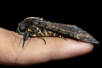 Close up of Lesser Death's Head hawkmoth