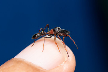 male 𝐑𝐞𝐝 & 𝐁𝐥𝐚𝐜𝐤 𝐀𝐧𝐭 𝐌𝐢𝐦𝐢𝐜𝐤𝐢𝐧𝐠 𝐉𝐮𝐦𝐩𝐢𝐧𝐠 𝐒𝐩𝐢𝐝𝐞𝐫 on finger