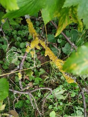 Spring mossy tree branch view. Branch moss view. Mossy branch macro view.