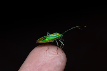 Shield bug on finger
