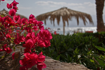 red flowers in the garden