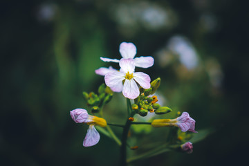  raphanus sativus var. oleiformis,  beautiful small white flower with petals and blury green and dark background.