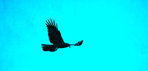 Eagle in the sky