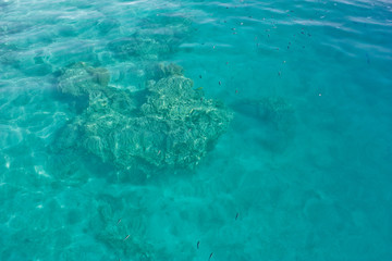 underwater scene with coral reef